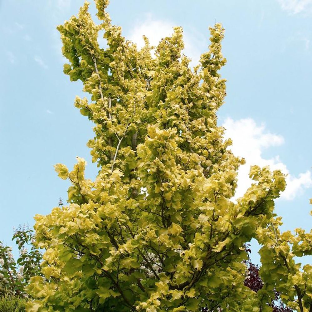 Ulm Olandez auriu (Ulmus Hollandica Wredei)