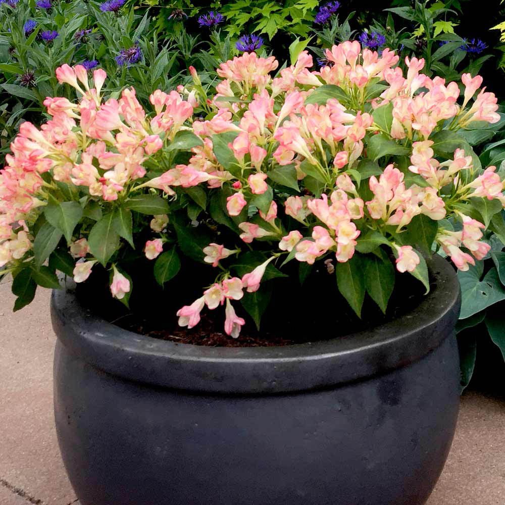 Weigela All Summer Peach, cu flori roz-piersica