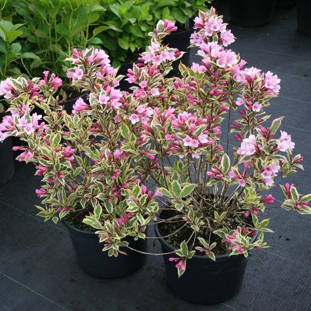 Weigela multicolor Magical Rainbow, cu frunze roz