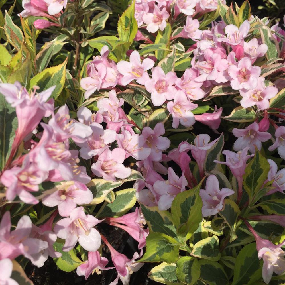Weigela multicolor Magical Rainbow, cu frunze roz