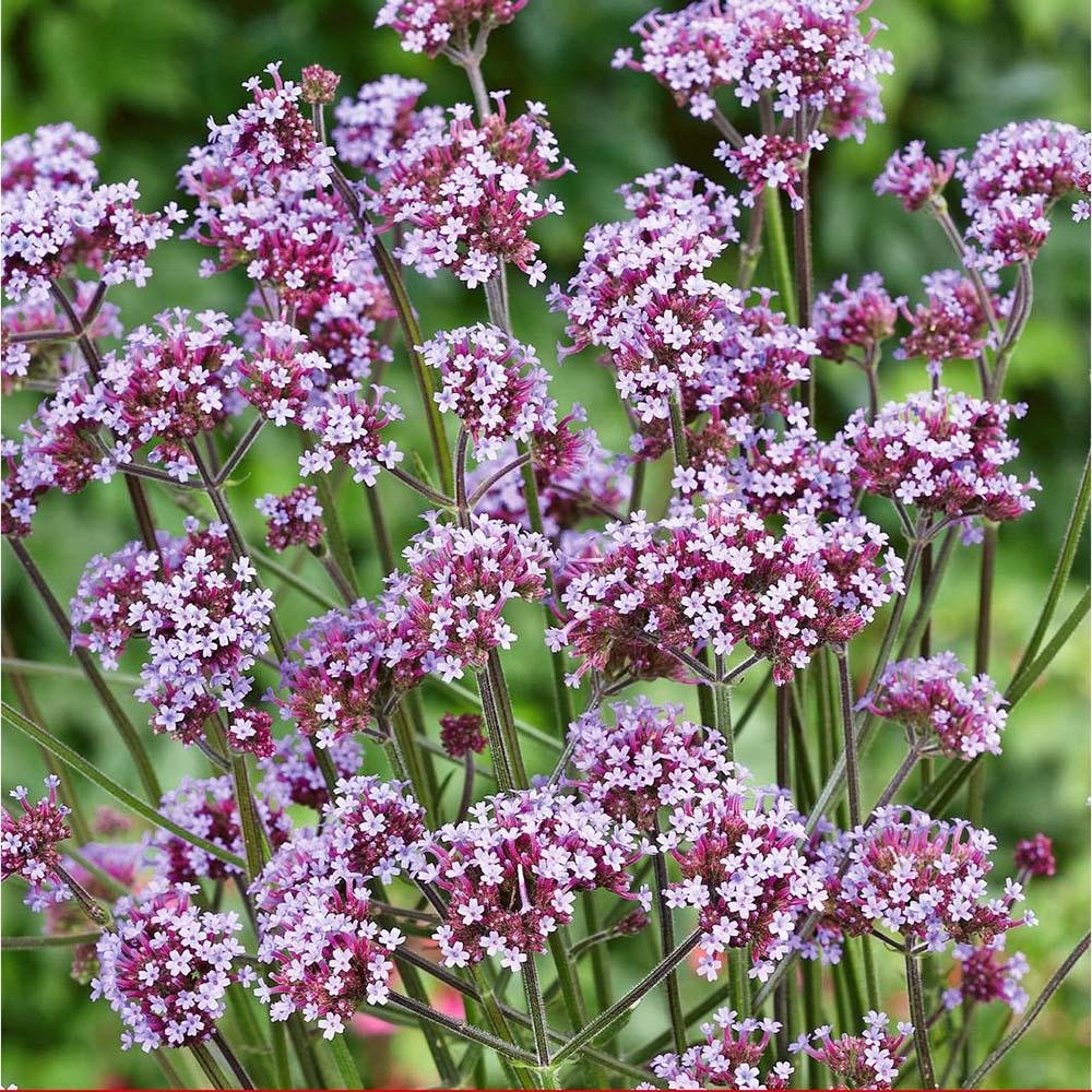 Вербена лавандова Lollipop, с лавандулови цветове, ароматна, самоопрашваща се, дълъг цъфтеж, сухоустойчива