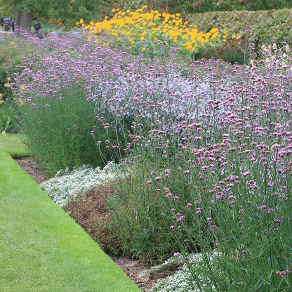 Вербена лавандова Lollipop, с лавандулови цветове, ароматна, самоопрашваща се, дълъг цъфтеж, сухоустойчива