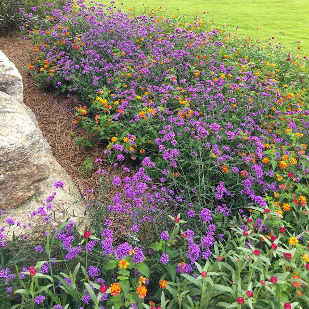 Вербена лавандова Lollipop, с лавандулови цветове, ароматна, самоопрашваща се, дълъг цъфтеж, сухоустойчива