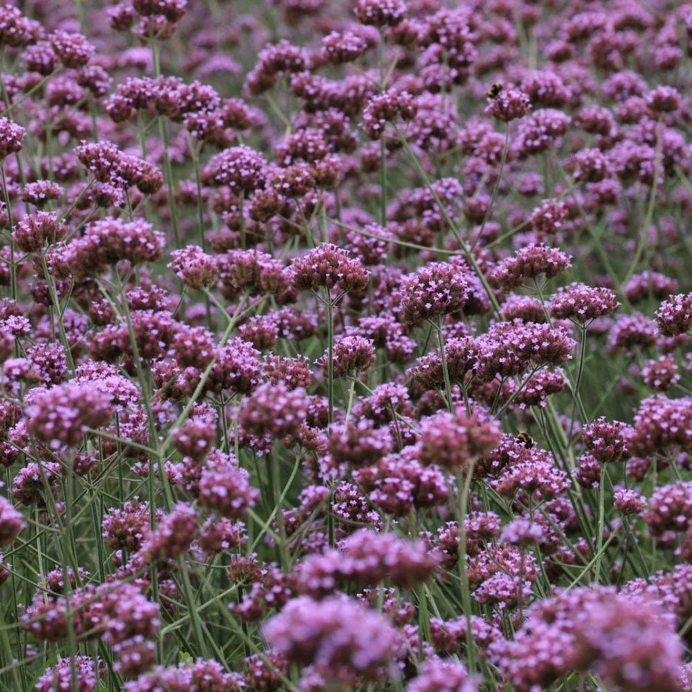 Вербена лавандова Lollipop, с лавандулови цветове, ароматна, самоопрашваща се, дълъг цъфтеж, сухоустойчива