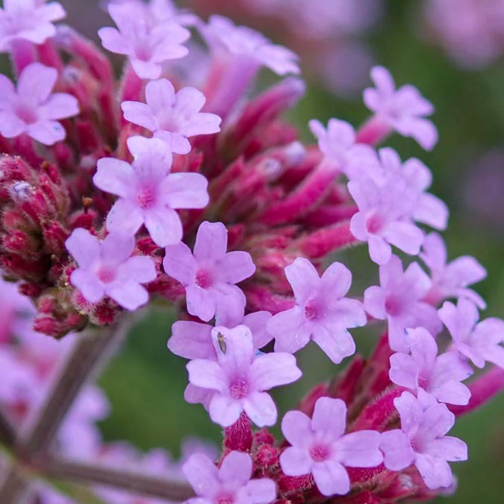 Verbena lavanda Lollipop, cu flori de culoarea lavandei