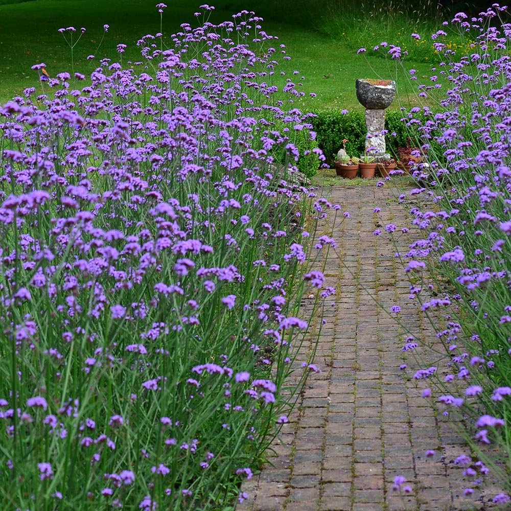 Вербена лавандова Lollipop, с лавандулови цветове, ароматна, самоопрашваща се, дълъг цъфтеж, сухоустойчива