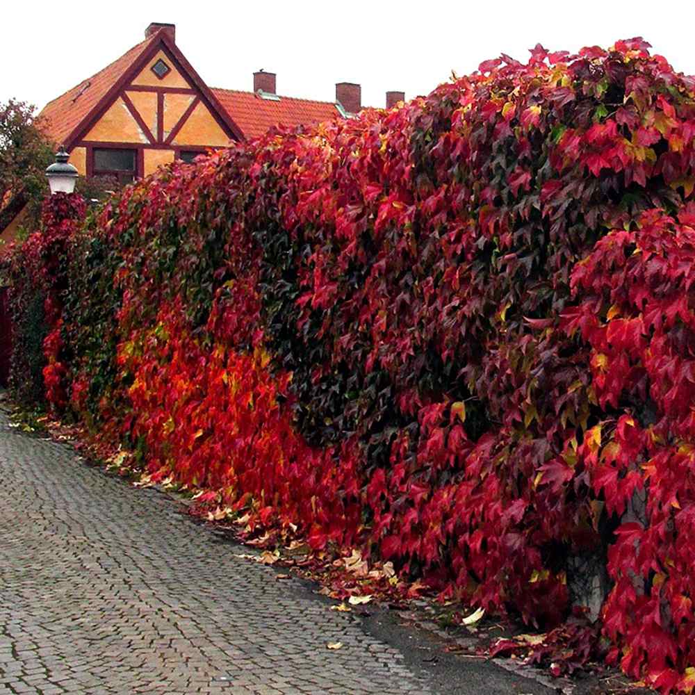 Vita Salbatica de Canada Engelmanii (Parthenocissus), cataratoare, cu frunze rosii de toamna