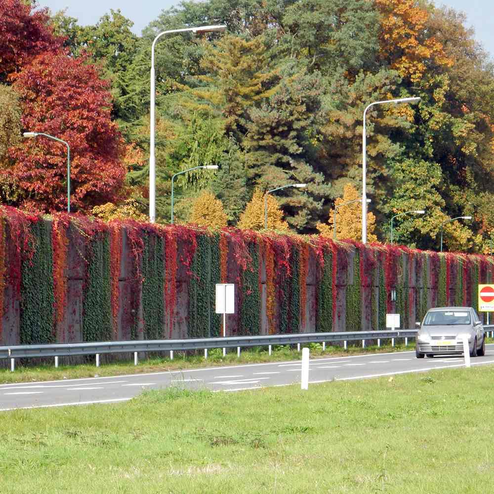 Vita Salbatica de Canada Engelmanii (Parthenocissus), cataratoare, cu frunze rosii de toamna