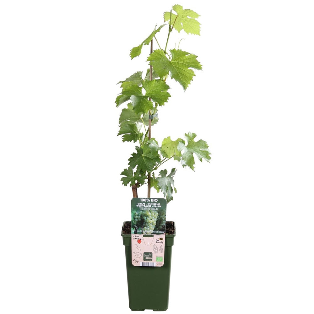 Vita de Vie (Vitis vinifera) Muller-Thurgau, cu struguri galben-verzui, vin aromat, an 1 pe rod