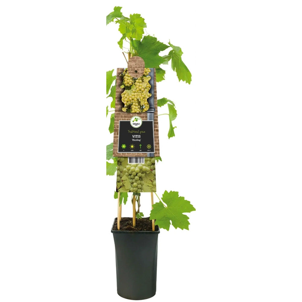 Vita de Vie (Vitis vinifera) Riesling, cu struguri galben-aurii, pentru vin aromat, an 1 pe rod