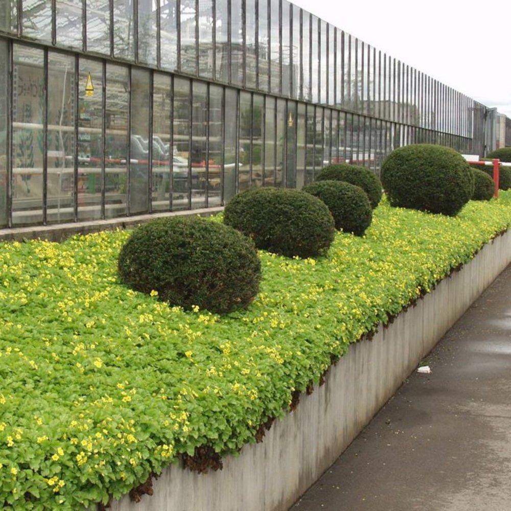 Waldsteinia Ternata, tarator, vesnic verde cu flori