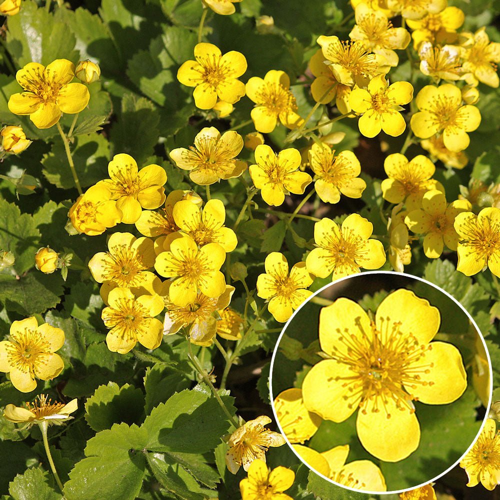 Waldsteinia Ternata, tarator, vesnic verde cu flori