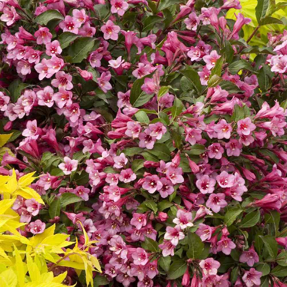 Weigela Minuet, cu flori roz si mijloc galben