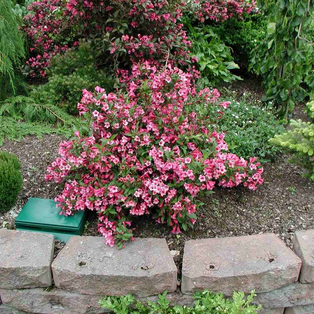 Weigela Minuet, cu flori roz si mijloc galben