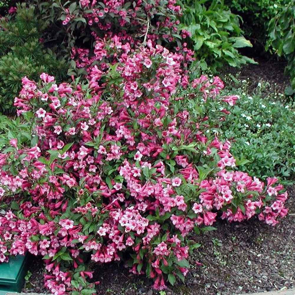 Weigela Minuet, cu flori roz si mijloc galben