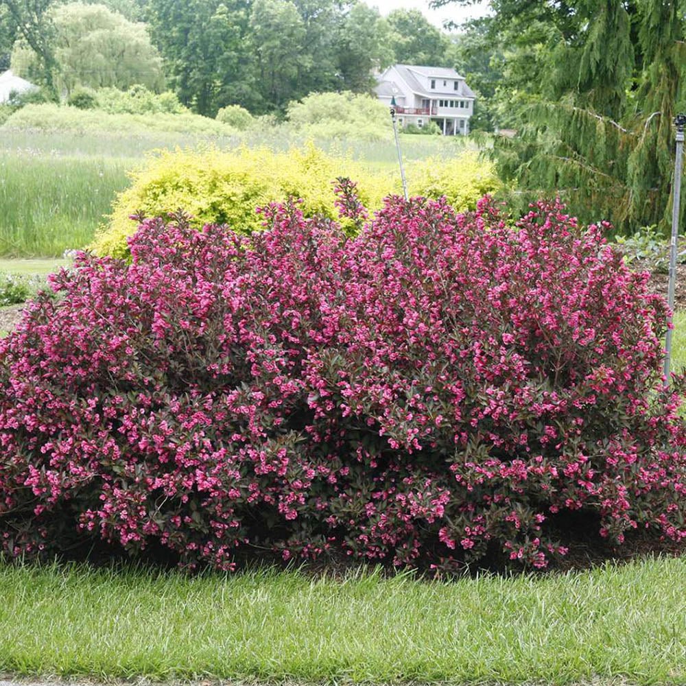 Weigela Alexandra, cu flori bronzii-roz intens