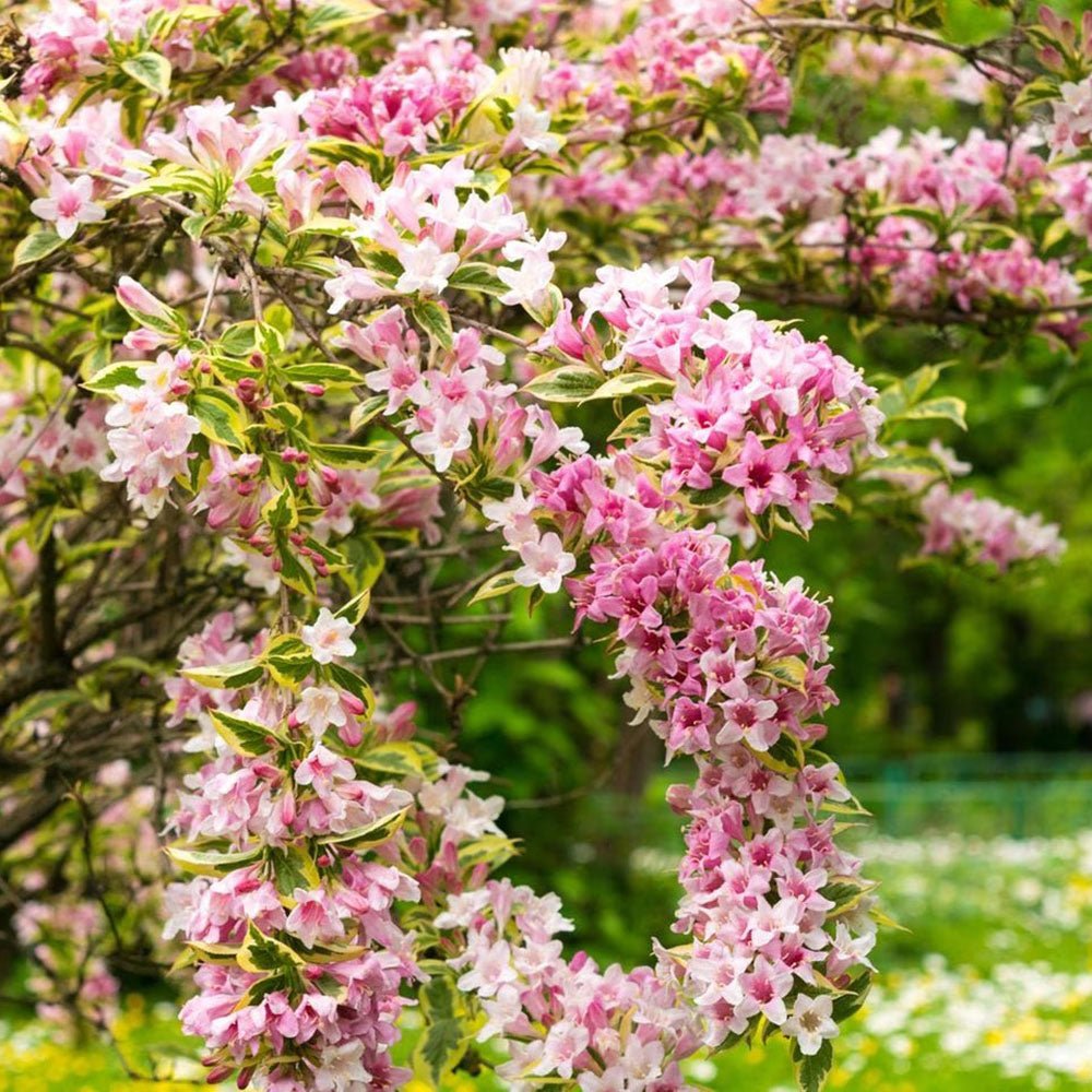 Weigela roz intens All Summer Monet - Tip Copac