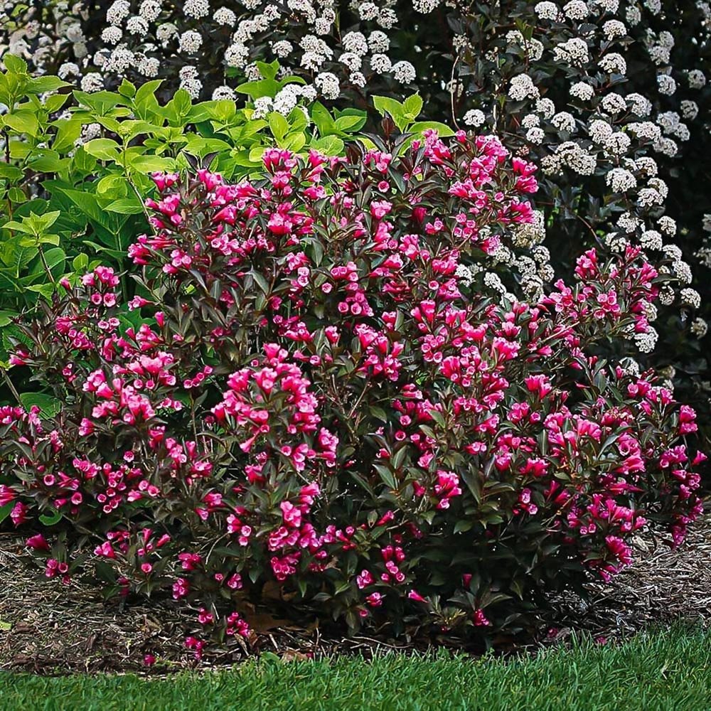 Weigela Victoria burgundiu, cu flori roz