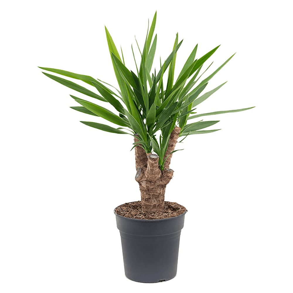 Arborele Vietii (Yucca Elephantipes) - 60 cm