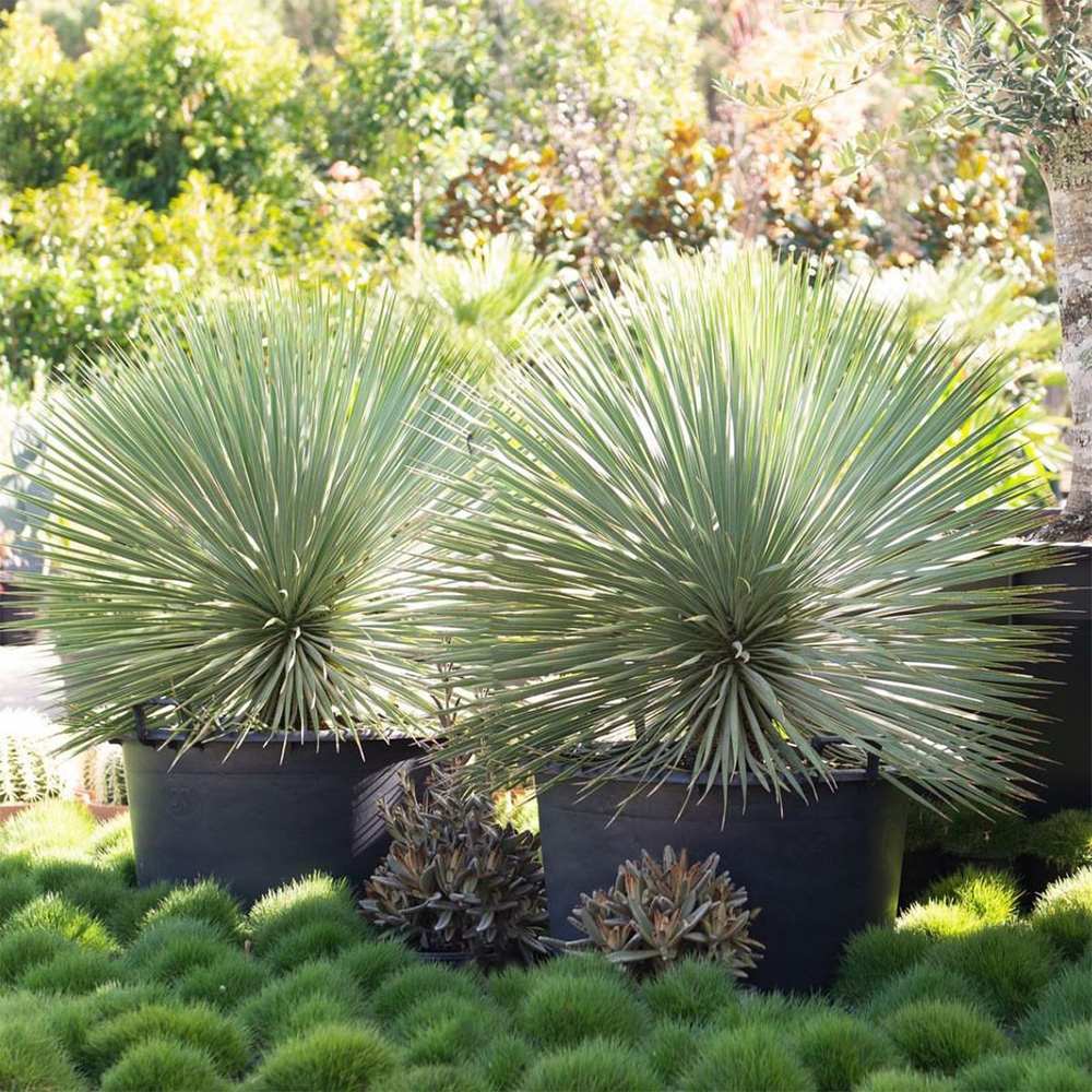 Yucca Rostrata Sapphire Skies