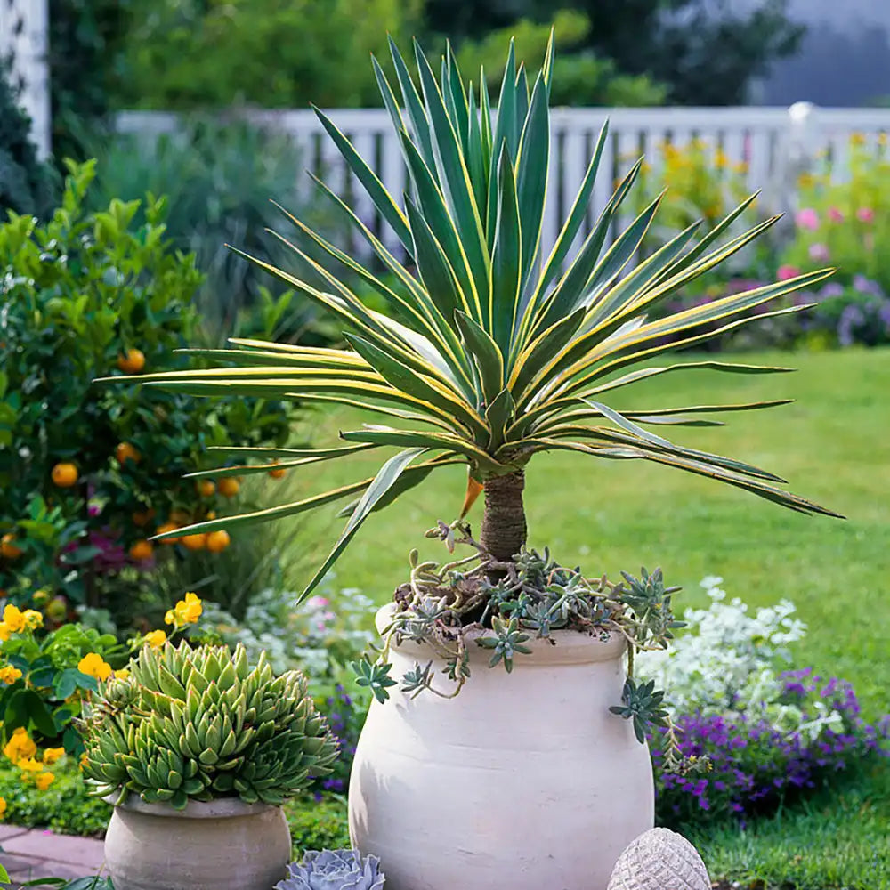Юка Gloriosa Variegata, със зелени листа и жълти краища