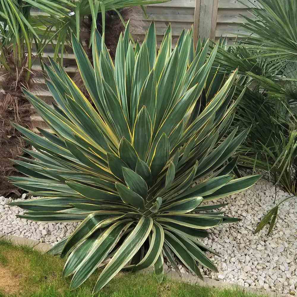 Yucca Gloriosa Variegata, crezistenta, frunze bicolore, flori albe spectaculoase, planta mediteraneana pentru soare, vesnic verde, frunze verzi si marginii aurii, rezistenta la ger