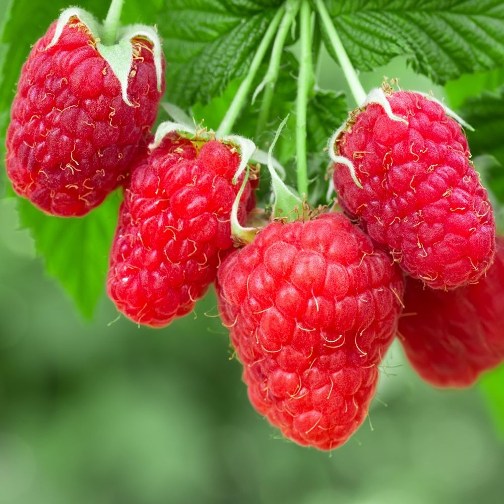 Zmeur Rosu Autumn Happy (Rubus Idaeus)