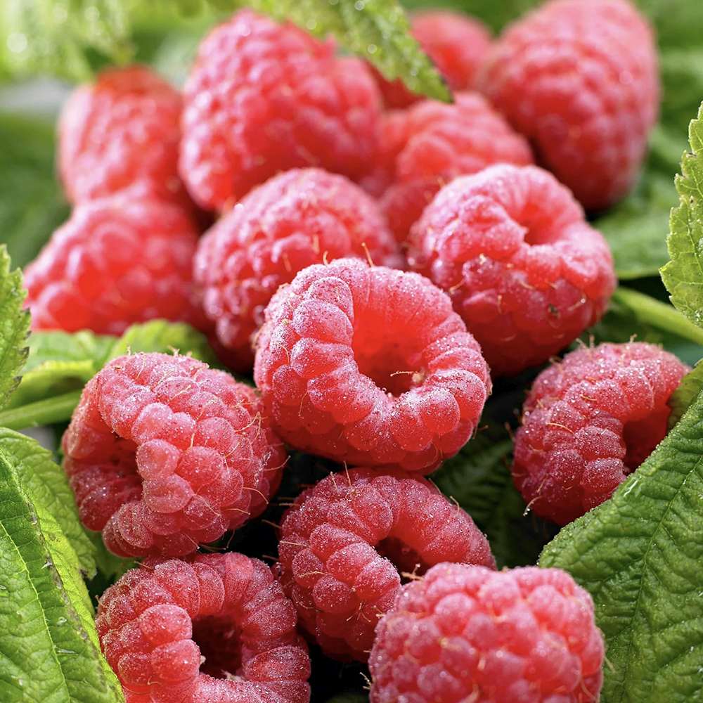 Малина ремонтантна червена увивна Sugana Red, ранна и много продуктивна, на плод от 1-та година