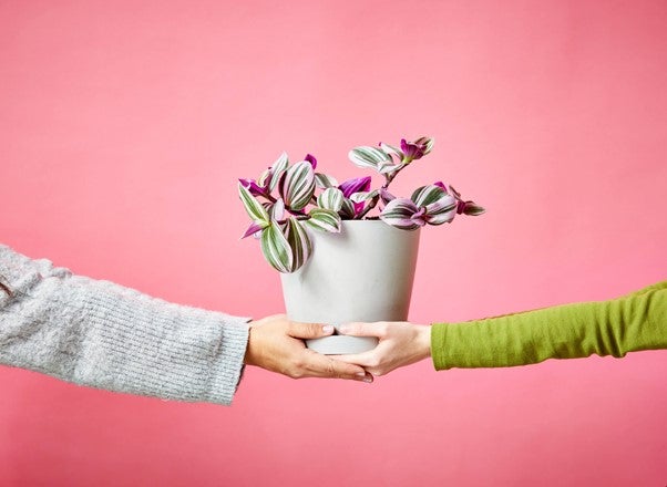 Cele mai bune plante pentru Valentine's Day si Dragobete - VERDENA