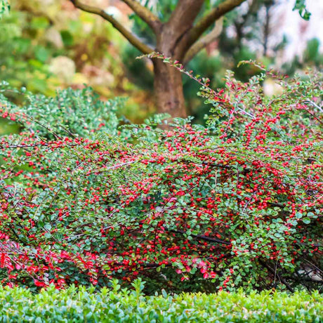 Cotoneaster – Arbust decorativ cu beneficii pentru gradina