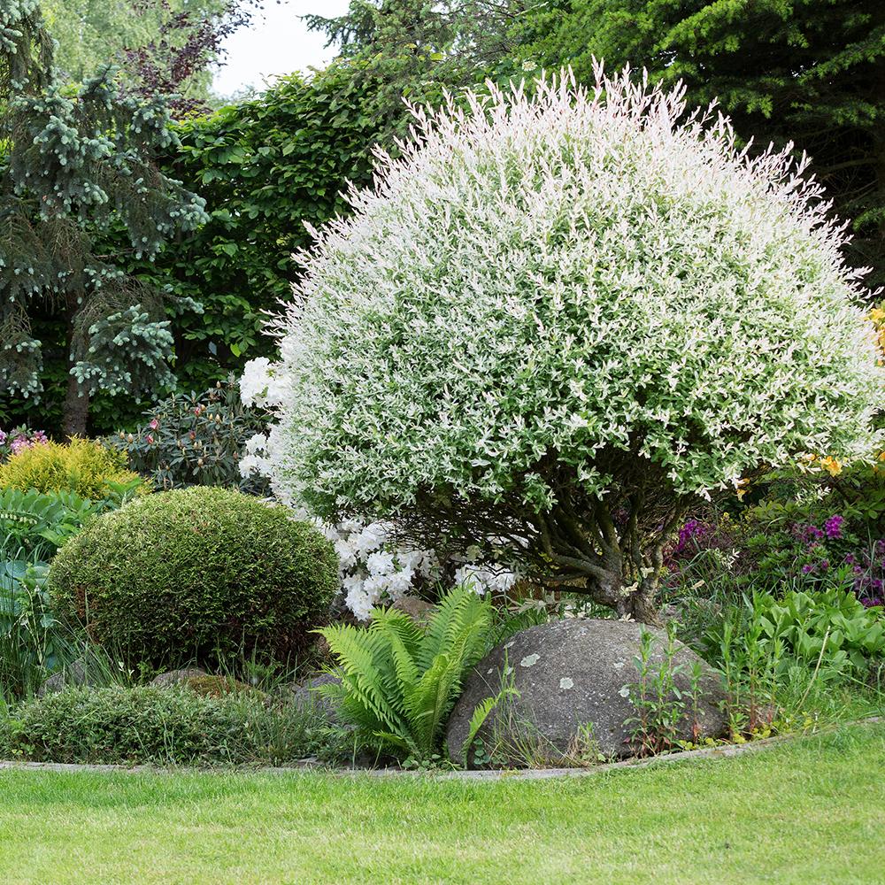 Cultiva-ti propriul arboretum: Arborele ideal pentru fiecare gradina - VERDENA