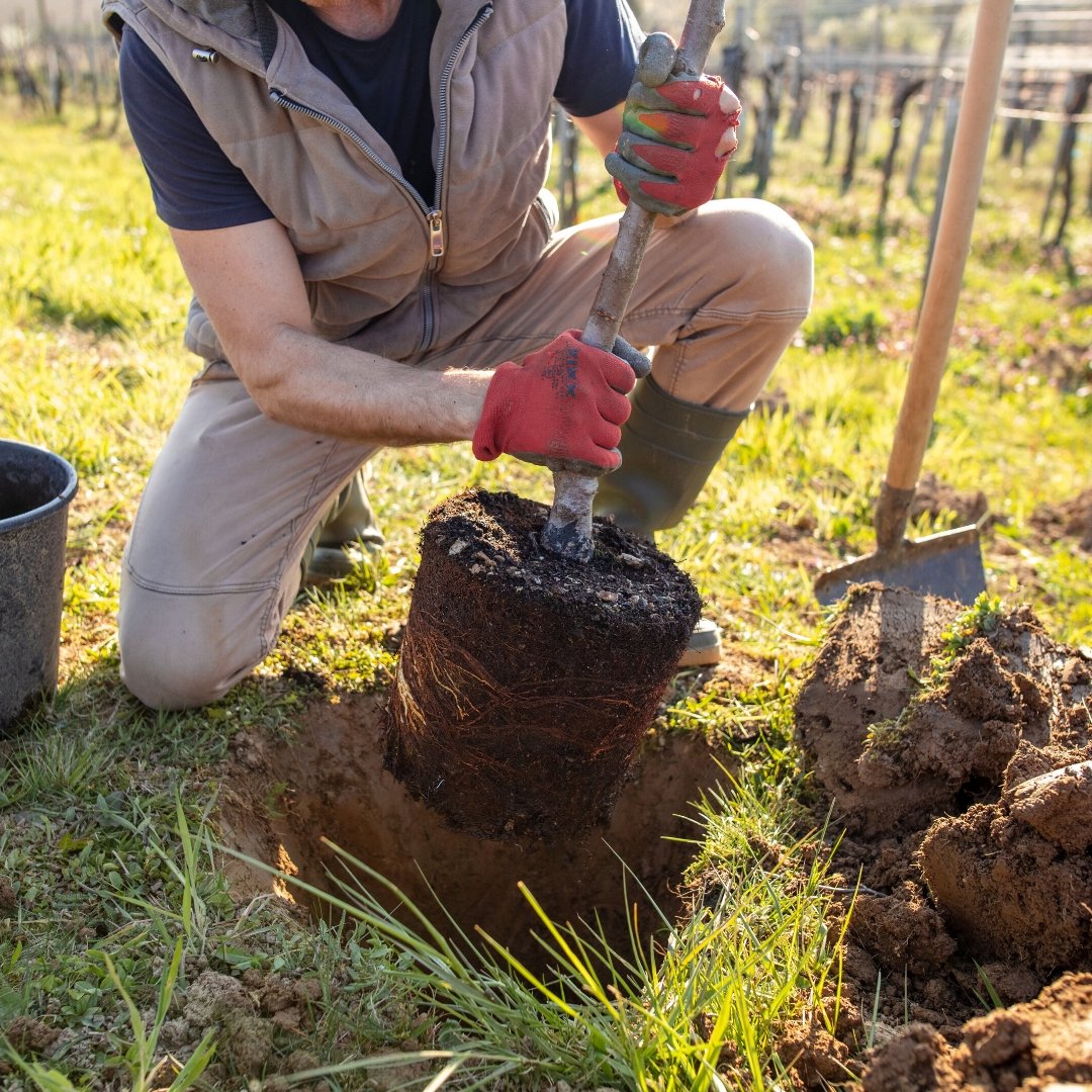 Cum plantezi corect | Sfaturi despre plantare - VERDENA