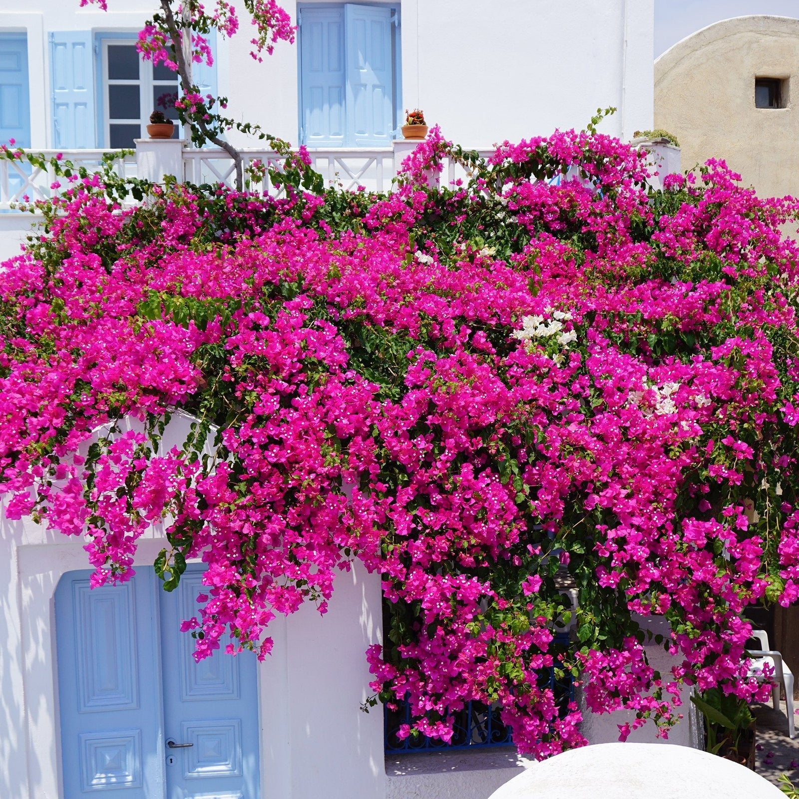 Cum sa amenajezi o gradina in stil mediteranean - VERDENA