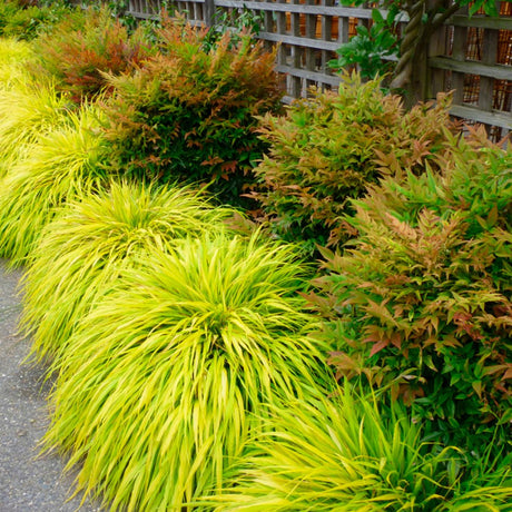 Hakonechloa macra – Ghid util pentru iarba japoneza