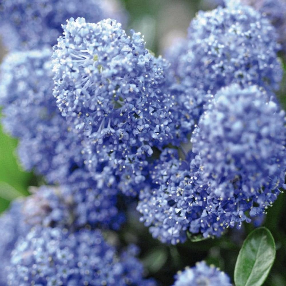 Как да отглеждаме жив плет от Ceanothus (син калифорнийски люляк) в България