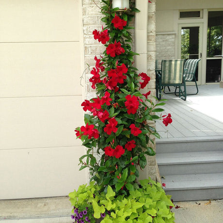 Mandevilla (Dipladenia) – Ghid complet de ingrijire