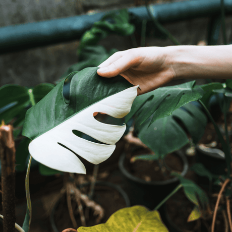 Monstera Aurea Variegata - VERDENA