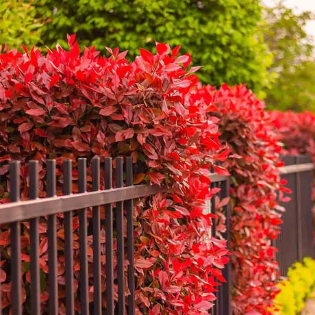 Photinia Red Robin – caracteristici si ingrijire - VERDENA