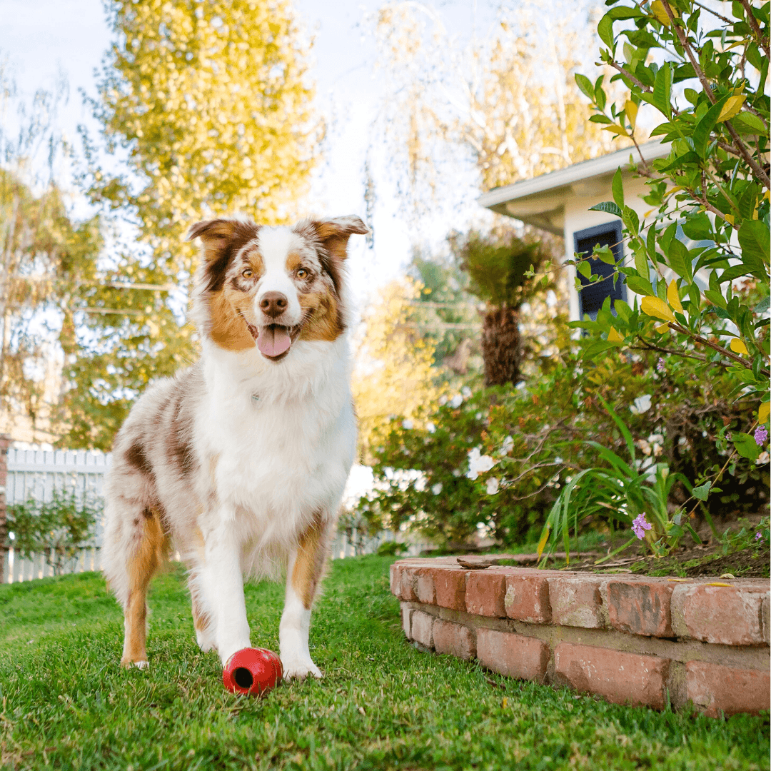 Plante de gradina pet friendly - VERDENA