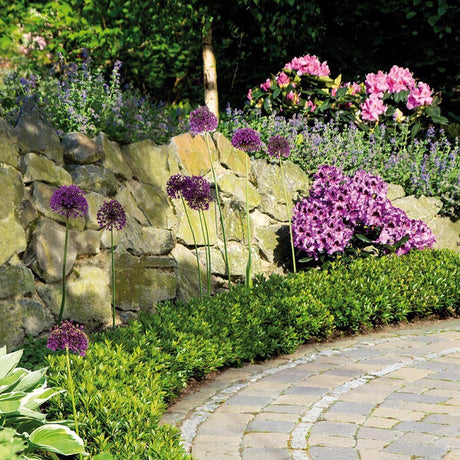 Ce este Rhododendronul – Ghid complet de replantare pentru gradina si ghiveci