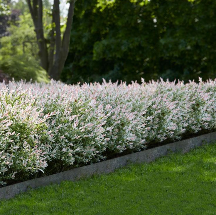 Ghid pentru gard viu – Planificare, plantare, ingrijire