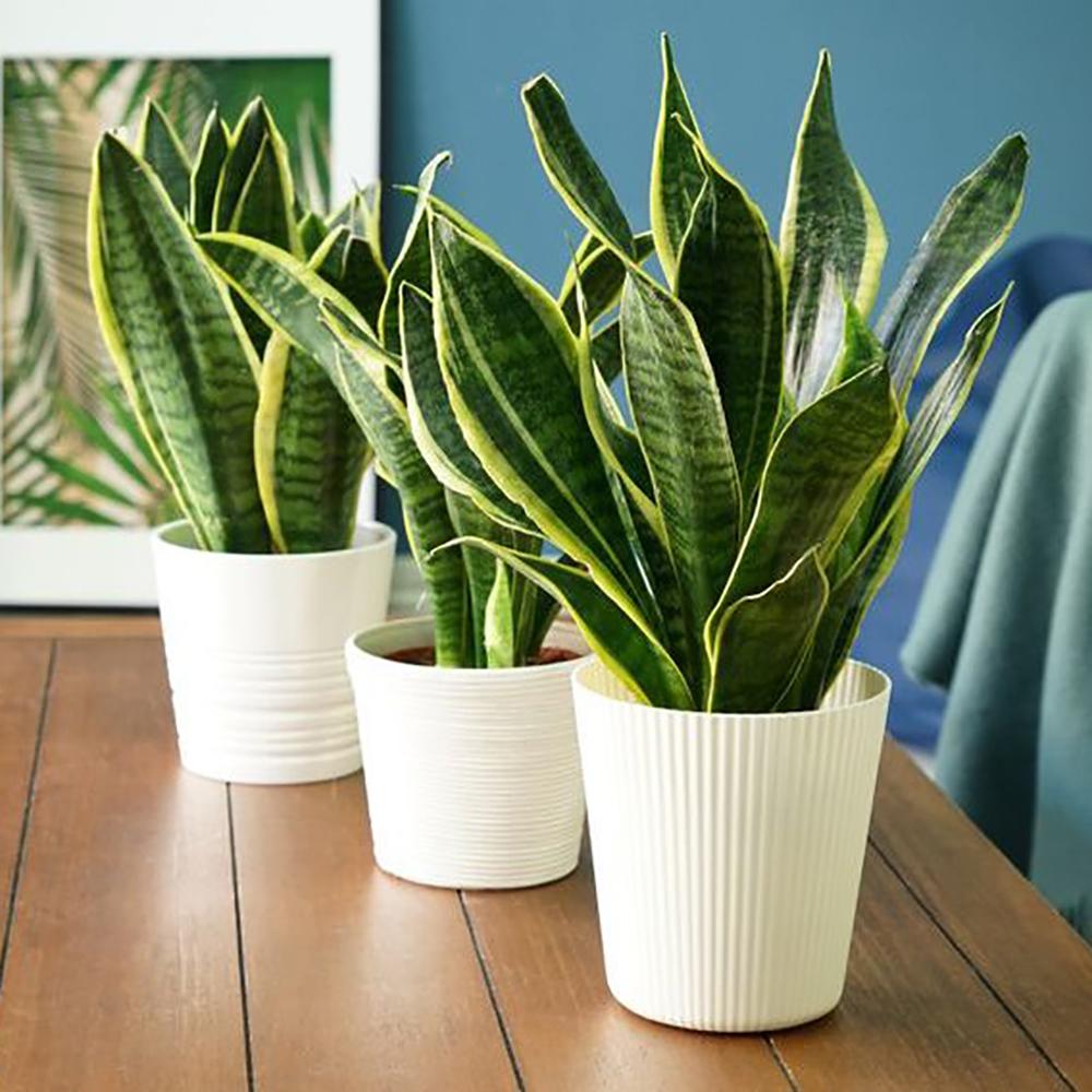 Sansevieria: reduce alergiile si purifica aerul - VERDENA