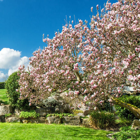 Secretele Magnoliilor: Cum sa Plantezi si sa Ingrijesti Arborele Gradinii Tale de Vis - VERDENA