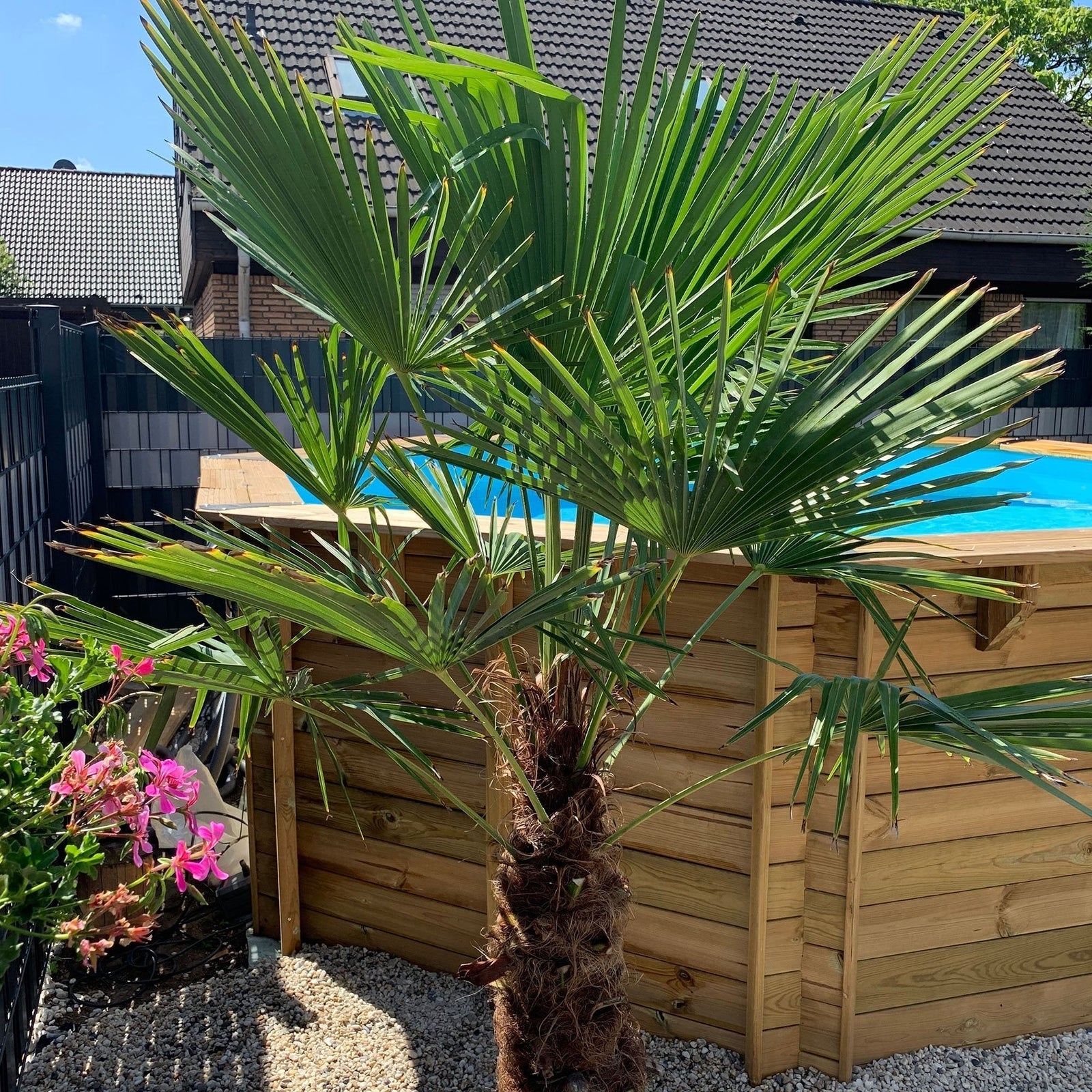 Plante pentru piscina: Amenajeaza gradina perfecta pentru relaxare