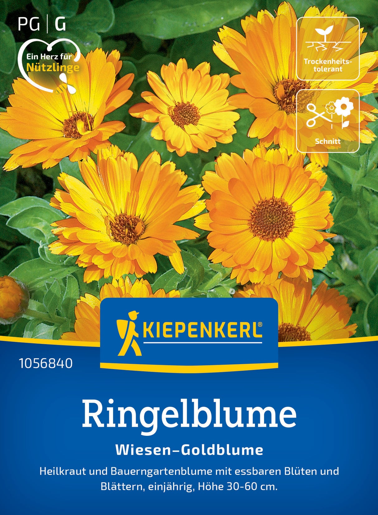 seminte galbenele wiesen goldblume