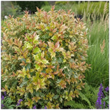 Османтус Osmanthus heterophyllus 'Tricolor Goshiki' – вечнозелен храст с триколорна листна украса