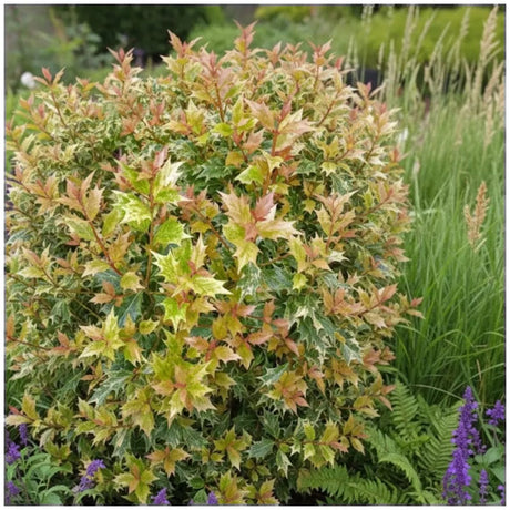 Османтус Osmanthus heterophyllus 'Tricolor Goshiki' – вечнозелен храст с триколорна листна украса