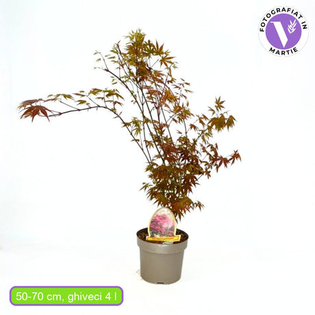 Artar Japonez Rosu Atropurpureum, cu frunzis rosu-purpuriu, decorativ, compact