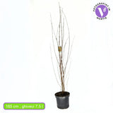 Захарно дърво Katsura (Cercidiphyllum japonicum), есенна окраска, сладък аромат на карамел