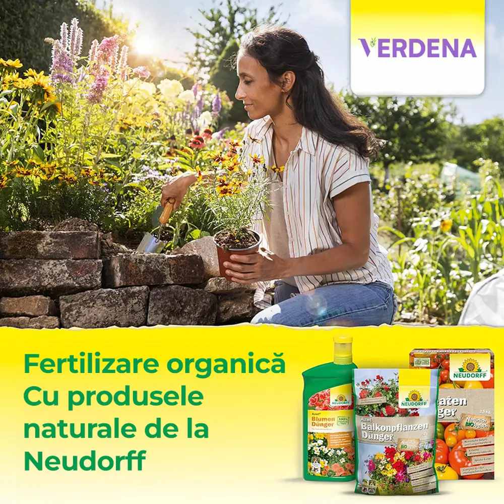 Органичен тор Neudorff Azet за Иглолистни и Вечнозелени Растения, 2.5 kg – Моментален и Продължителен Ефект до 100 дни